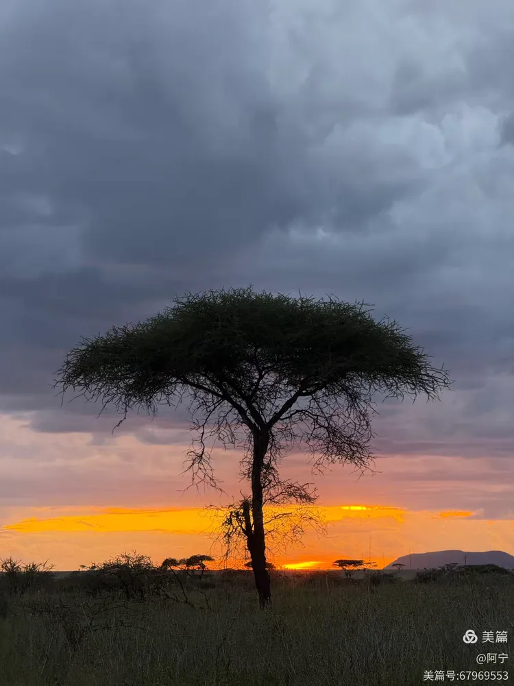 塞伦盖蒂上的珍珠婚